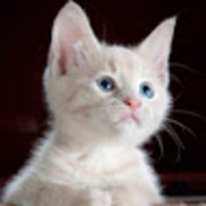 Meet your Posher, Gracie